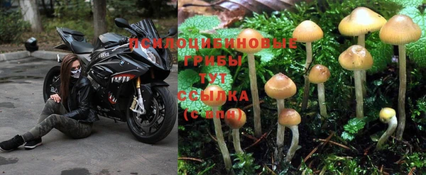 ПСИЛОЦИБИНОВЫЕ ГРИБЫ Белоозёрский